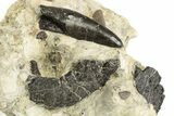 Allosaurus Tooth In Rock - Bone Cabin Quarry, Wyoming #263891-1